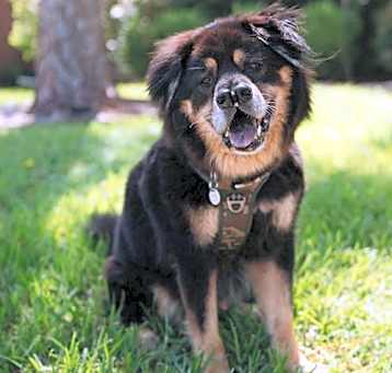 Photo of Oso