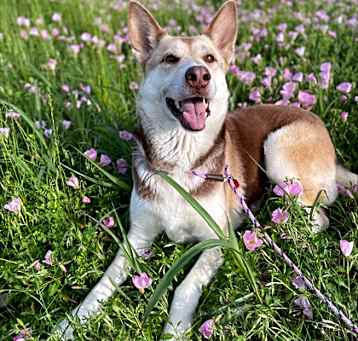 Photo of Gracie