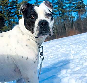 Photo of Diamond