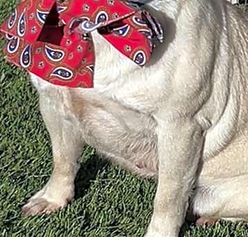 Photo of Lilly