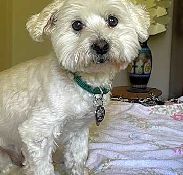 Photo of Truman