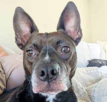 Photo of Miss Brownie