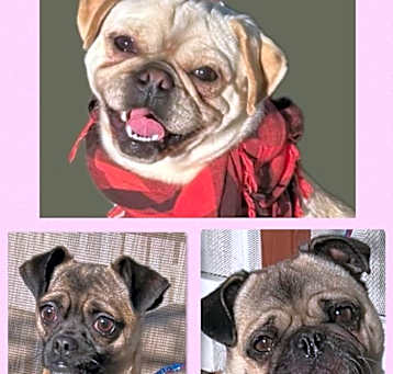 Photo of Pugs!!