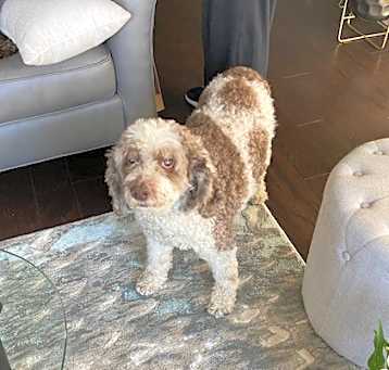 Photo of BooBoo