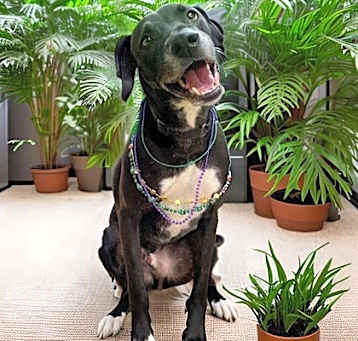 Photo of Bentley