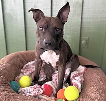 Photo of Bruno (Obedience Trained)