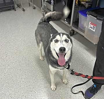 Photo of Shadow
