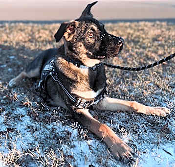 Photo of Scout