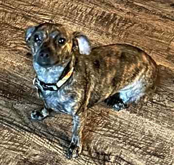 Photo of Lilly
