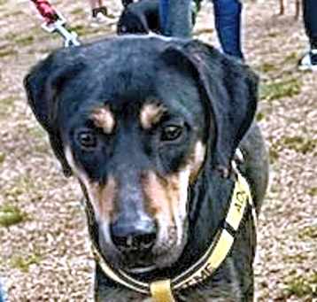 Photo of Koda