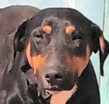 Photo of Marion's Dobie