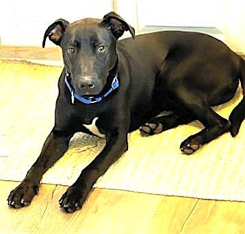 Photo of Sadie Beautiful  9 Months Old Lab Mix Pupppy