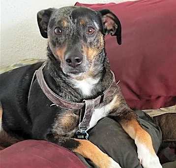 Photo of MAX (COURTESY POST)