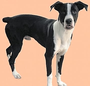Photo of Vinnie