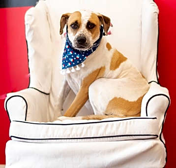 Photo of Daisy