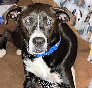 Photo of Loki