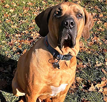 Photo of Tonka