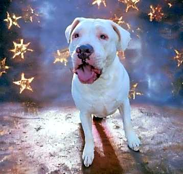 Photo of Angus