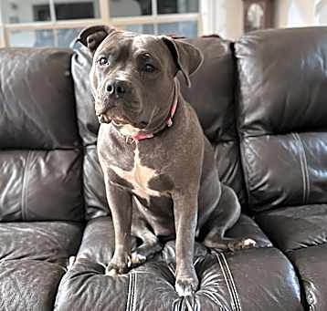 Photo of Dixie