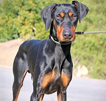 Photo of Moose