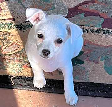 Photo of Toby