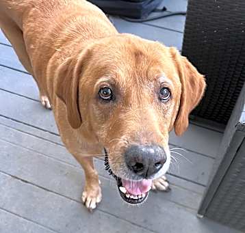 Photo of Oliver