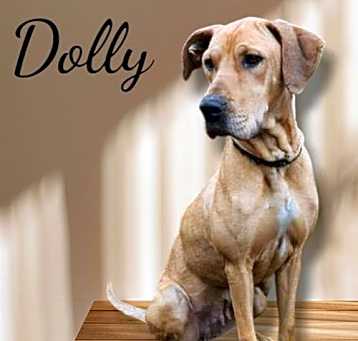 Photo of Dolly