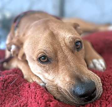 Photo of Raja