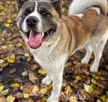 Photo of Tobi
