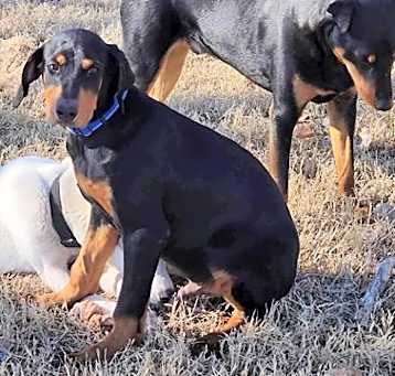 Photo of Rex