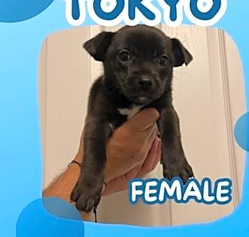 Photo of TOKYO