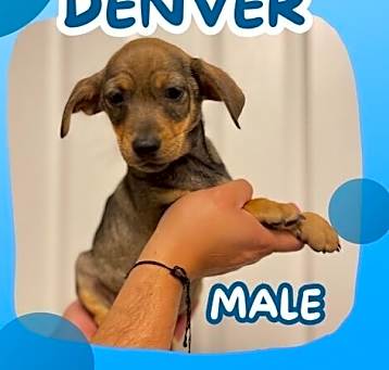 Photo of DENVER
