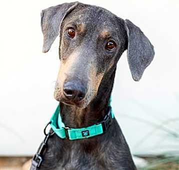 Photo of Ruger