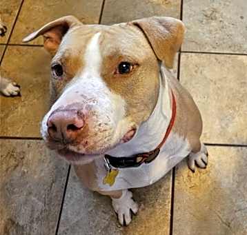 Photo of Duncan Doggie