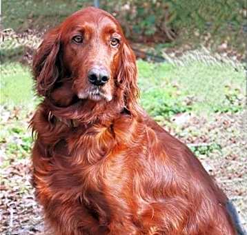Photo of Roxie