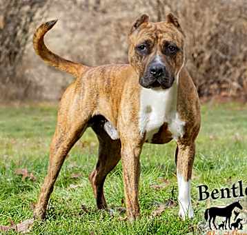 Photo of Bentley