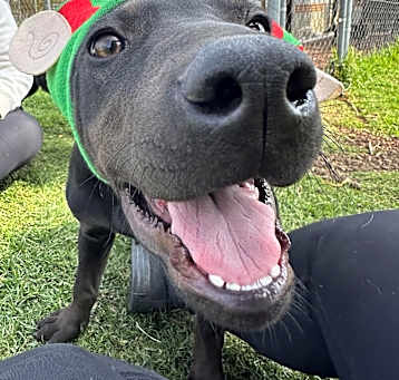 Photo of Mamba