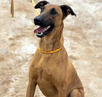 Photo of Scooby