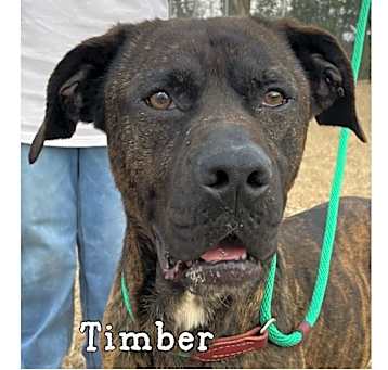 Photo of Timber