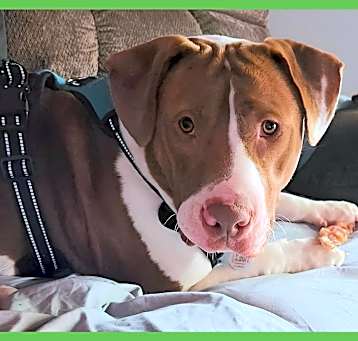Photo of Sully