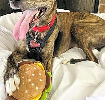 Photo of Waylon
