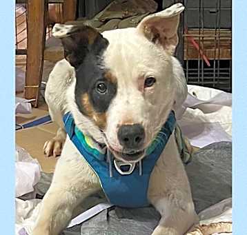 Photo of Patch