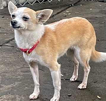Photo of Penny
