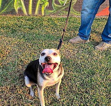 Photo of Mr. Pickles