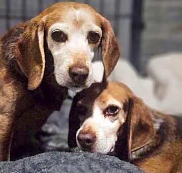 Photo of Hank (bonded with Henry)