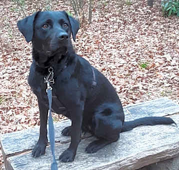 Photo of Ebony