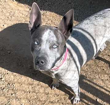 Photo of Marbles
