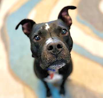 Photo of Banjo Riddle Sweet Eyes silly ears