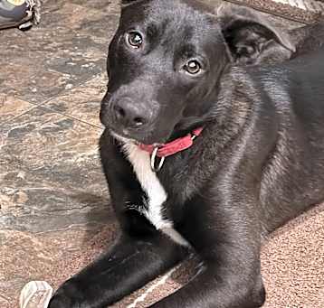 Photo of Sweet Mocha