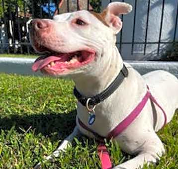Photo of Ivy IN FOSTER